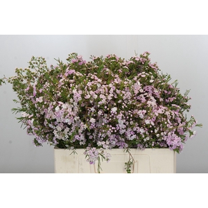 Chamelaucium Dancing Queen