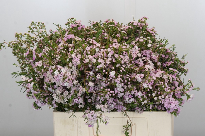 <h4>Chamelaucium Dancing Queen</h4>