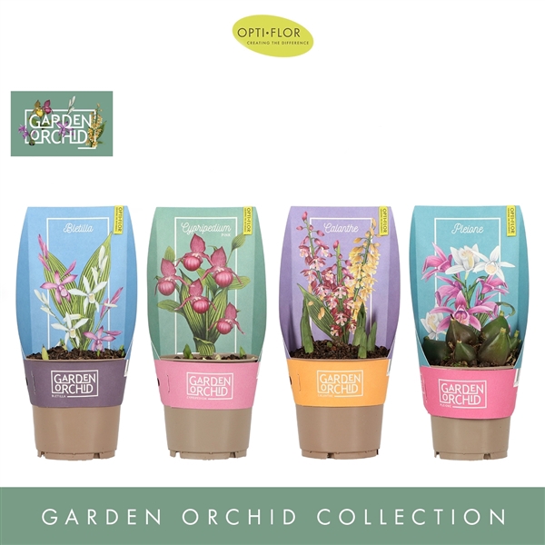 <h4>Garden Orchid 6+ Mix</h4>