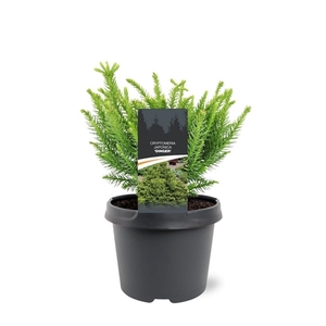 Cryptomeria japonica 'Dinger'
