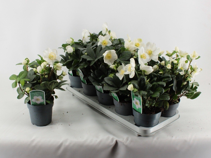 <h4>Helleborus Christmas Carol XL/XXL</h4>