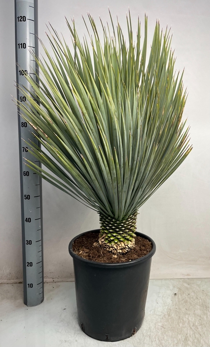 <h4>YUC ROSTRATA</h4>