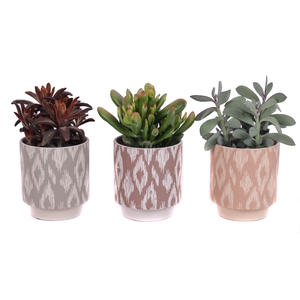Succulenten mix 12 cm in marquesas pot