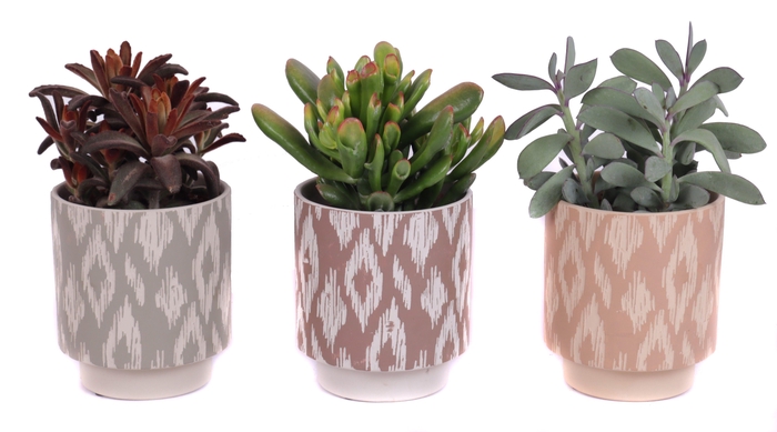 <h4>Succulenten mix 12 cm in marquesas pot</h4>