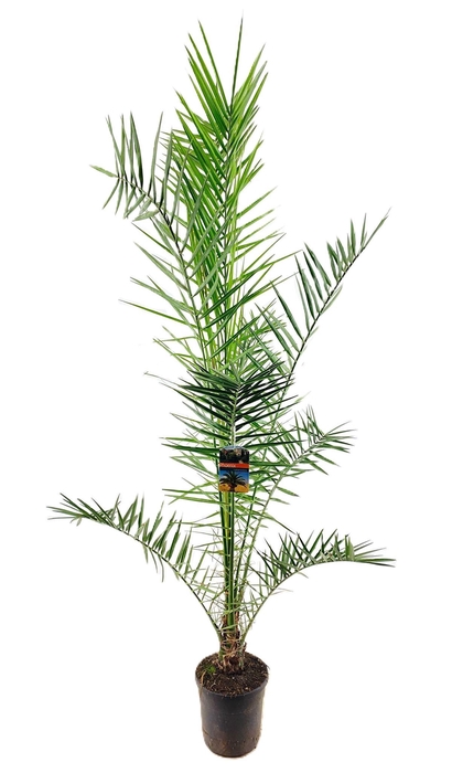 <h4>Phoenix canariensis</h4>