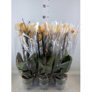 Phalaenopsis  'Elegant Cascade'