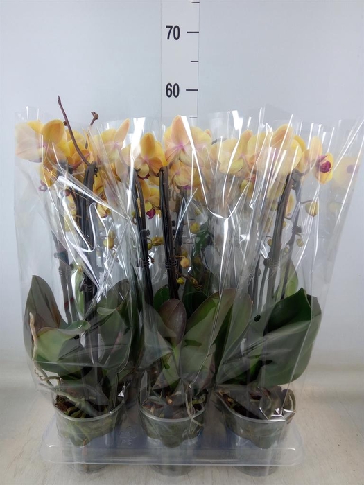 <h4>Phalaenopsis  'Elegant Cascade'</h4>