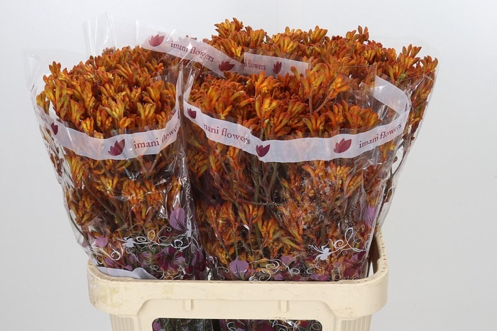 <h4>Anigozanthos Orange</h4>