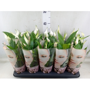 Spathiphyllum  'Korto'
