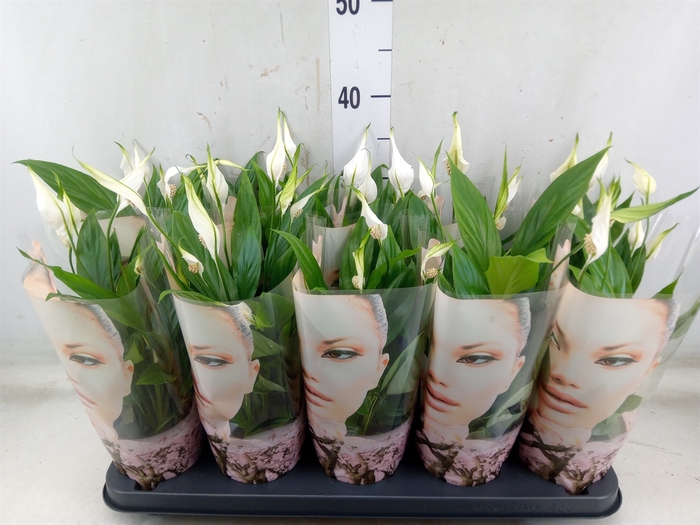 <h4>Spathiphyllum  'Korto'</h4>