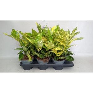 Aucuba japonica   ...