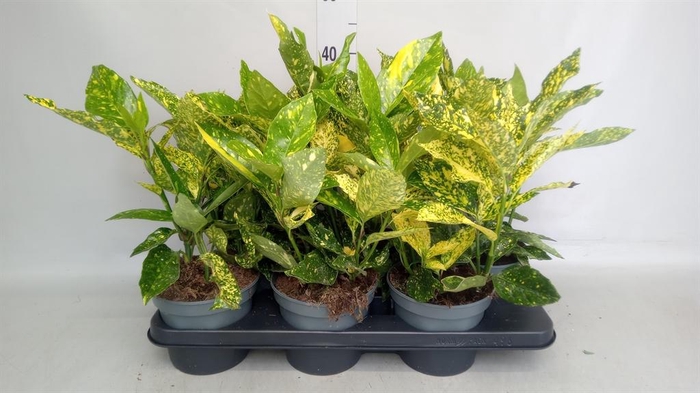 <h4>Aucuba japonica ...</h4>