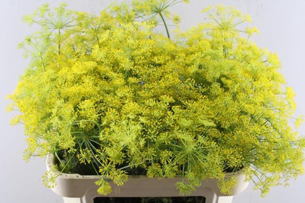 <h4>Anethum Graveolens (70 )</h4>
