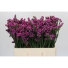 Limonium sinuatum Rosa Sun Birds