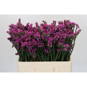 Limonium sinuatum Rosa Sun Birds
