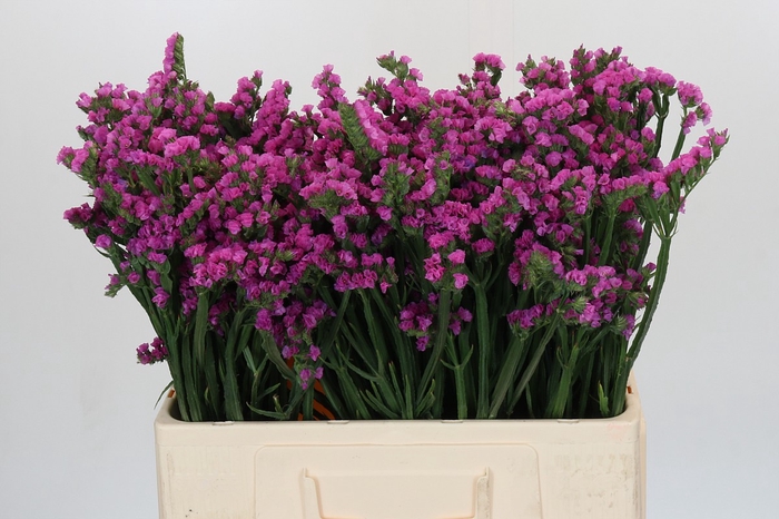 Limonium sinuatum Rosa Sun Birds