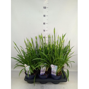 Agapanthus  'Amourette Superb'