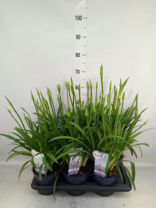 <h4>Agapanthus  'Amourette Superb'</h4>