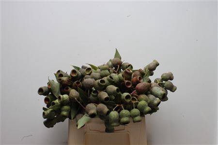 <h4>Kaaps Eucalyptus Trumpets</h4>