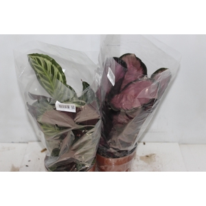 CALATHEA P17 VARIADO
