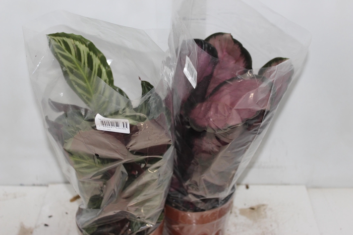 <h4>CALATHEA P17 VARIADO</h4>