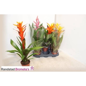 BROMELIA GEM