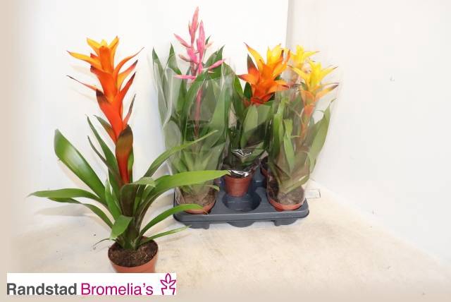 <h4>BROMELIA GEM</h4>