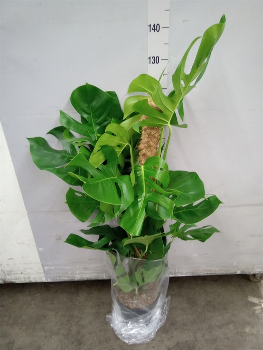 <h4>Monstera pertusum</h4>