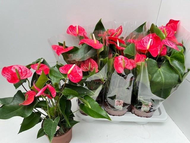 <h4>ANTHU AN CALIFORNIA</h4>