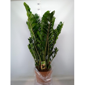 Zamioculcas zamiifolia