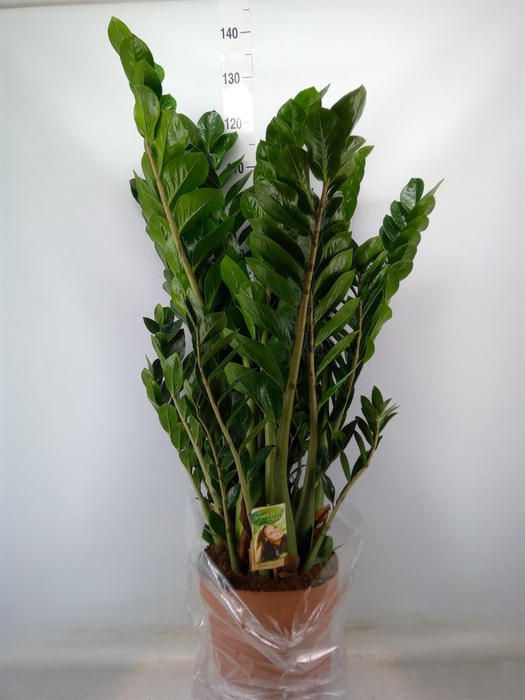 <h4>Zamioculcas zamiifolia</h4>