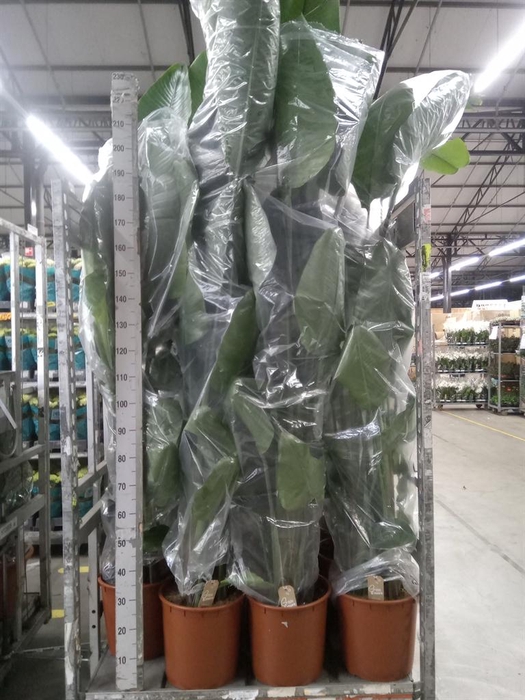 <h4>Strelitzia nicolai</h4>