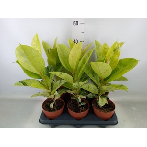 Ficus elastica   ...