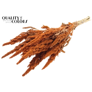 Amaranthus per bunch Frosted Salmon