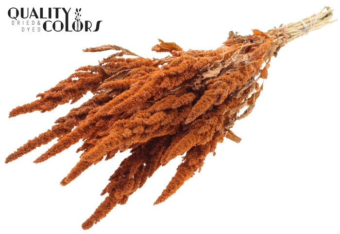Amaranthus per bunch Frosted Salmon