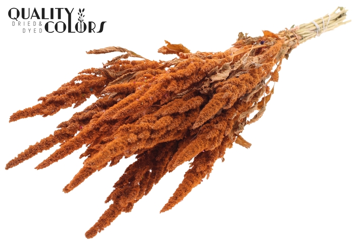 Amaranthus per bunch Frosted Salmon