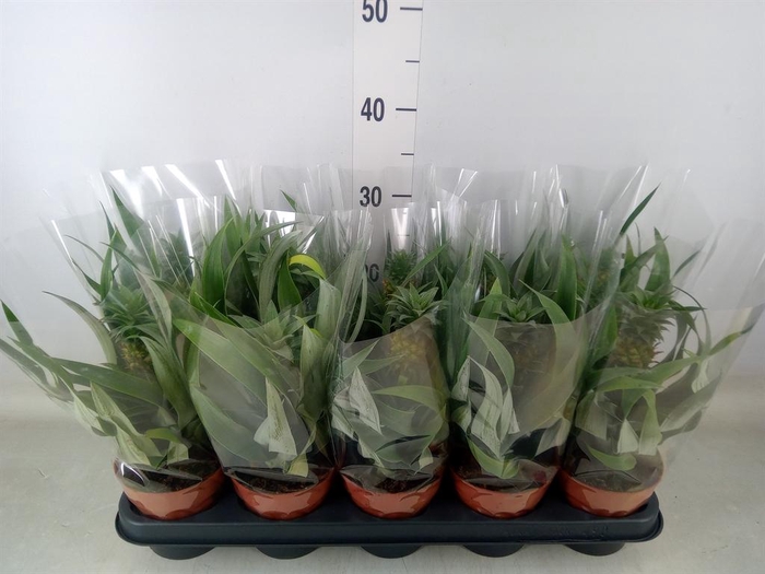 <h4>Ananas  'Mi Amigo'</h4>