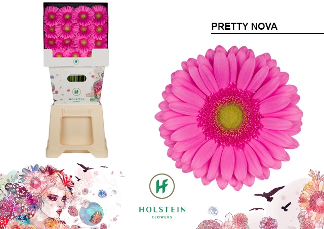 <h4>Gerbera Pretty Nova Diamond</h4>