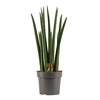 Sansevieria Cylindrica 17 cm Rocket