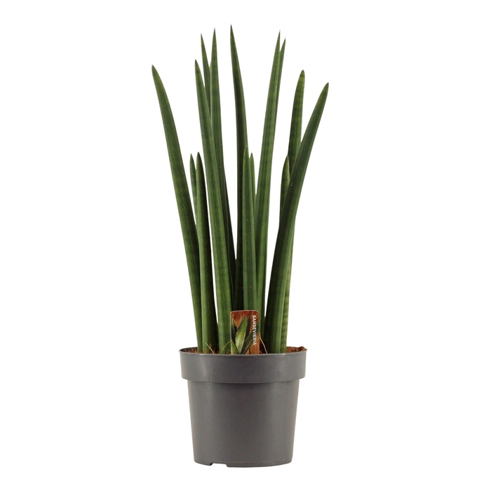 Sansevieria Cylindrica 17 cm Rocket