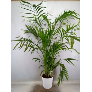 Chamaedorea cataractarum