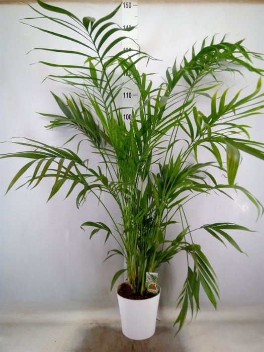 <h4>Chamaedorea cataractarum</h4>