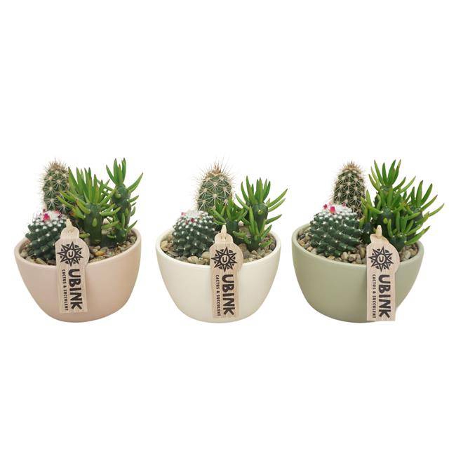 <h4>arr3 UB - Cactus pastel schaaltje kl. x5</h4>