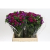 Dianthus Br Gemengd