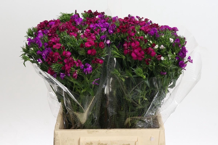 <h4>Dianthus Br Gemengd</h4>