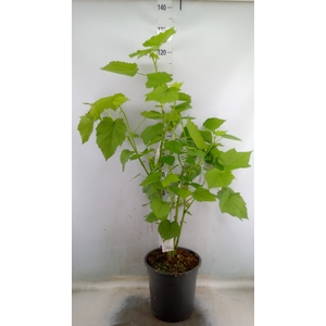 Sparrmannia africana