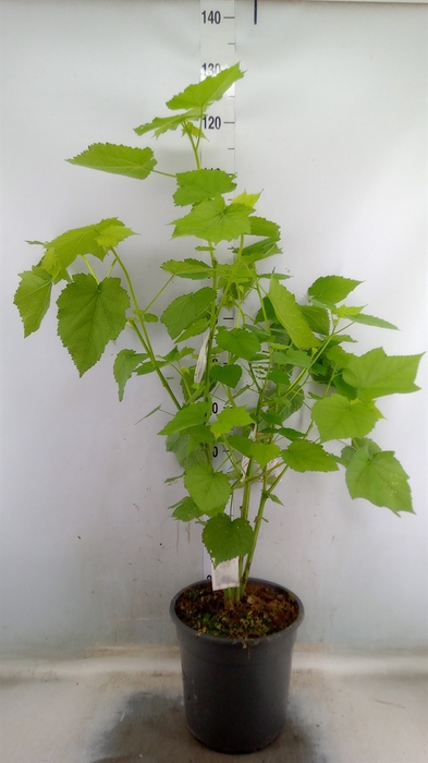 <h4>Sparrmannia africana</h4>