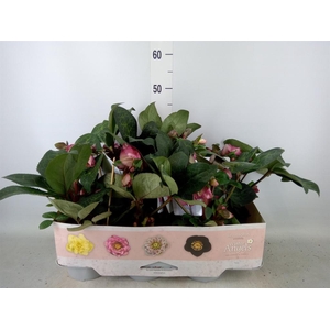 Helleborus  'Fkiss Elemental'