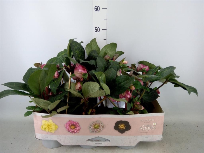 <h4>Helleborus  'Fkiss Elemental'</h4>