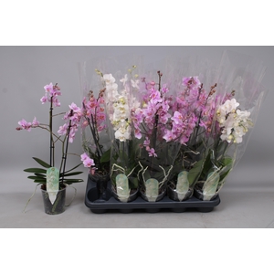 PHAL MF GEM 3 KL